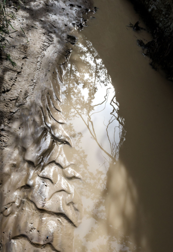 This is a photo taken by Amy Lehman. It is an image of a water puddle in the Badlands of South Dakota of reflections of cedar trees above and mud and mouse tracks below.